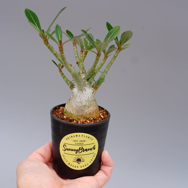 【大株】【実生株】アデニウム・ソマレンセ　砂漠の薔薇 アデニウム・ソマレンセの大株 砂漠のバラと呼ばれるアデニウム