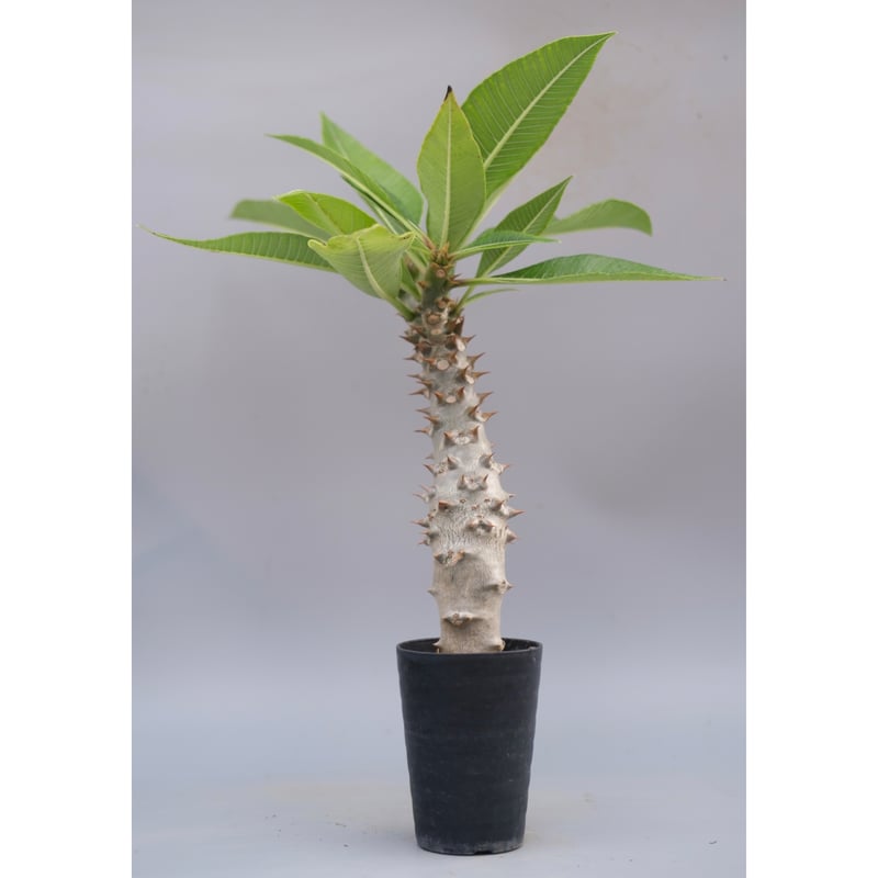 パキポディウム バロニー実生株040 Pachypodium baronii | Sunny