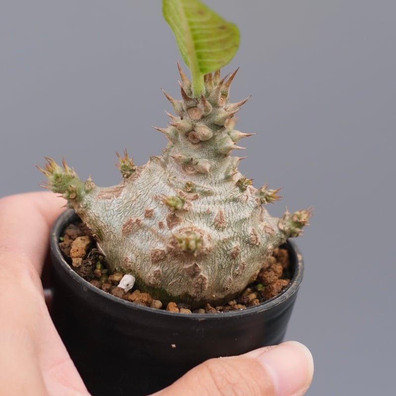 パキポディウム ウィンゾリー 実生株 118 Pachypodium windsorii |