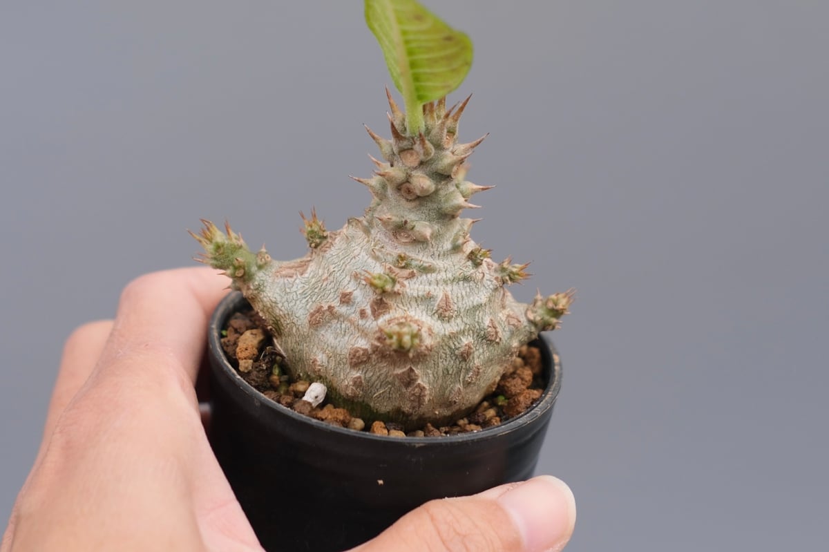 パキポディウム ウィンゾリー 実生株 118 Pachypodium windsorii |