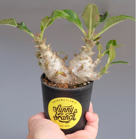 パキポディウムウィンゾリー | STORES