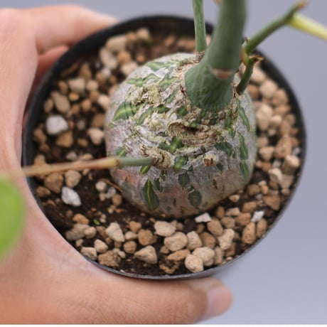 プセウドボンバックス | STORES