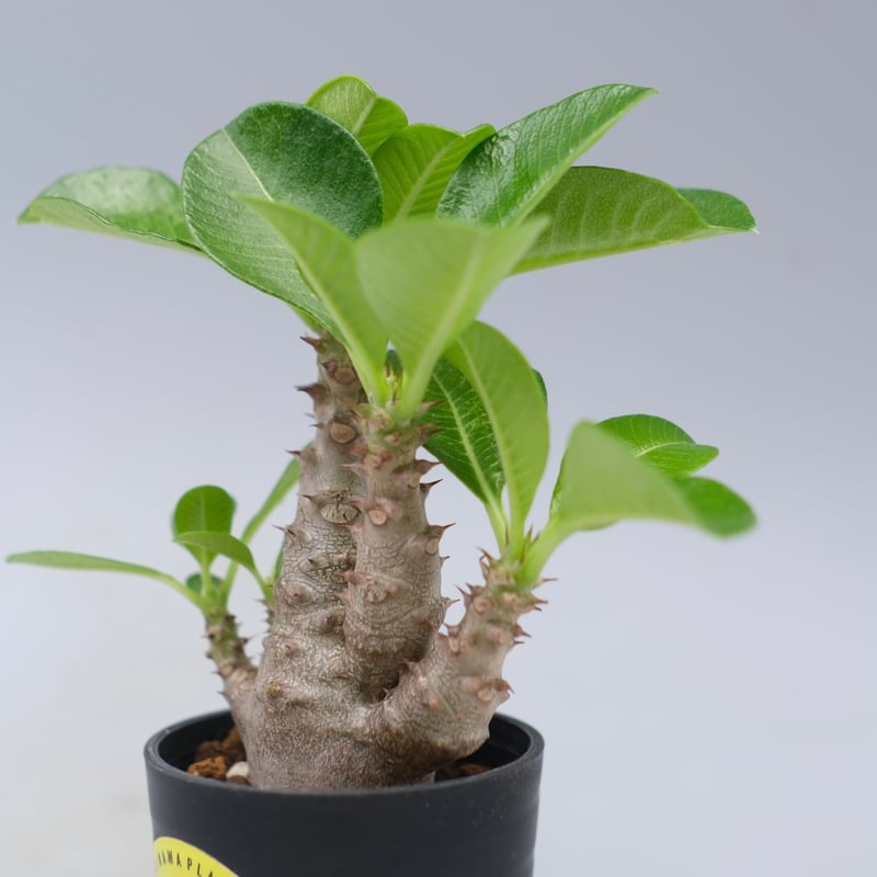 パキポディウム ウィンゾリー 実生株 052 Pachypodium windsorii |