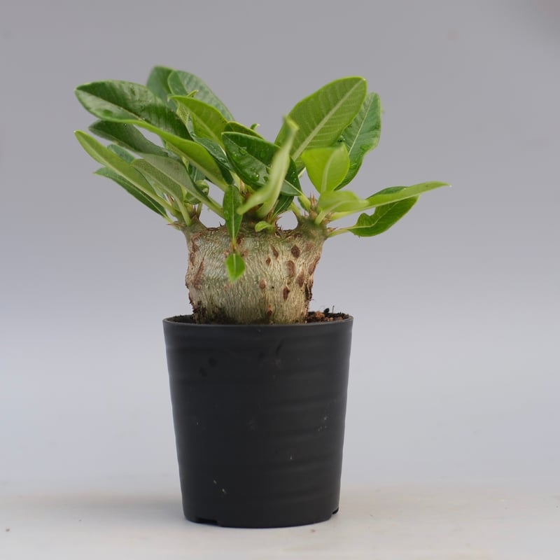 パキポディウム ウィンゾリー 実生株 092Pachypodium windsorii | S