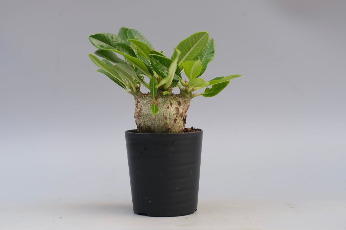 パキポディウム ウィンゾリー 実生株 092Pachypodium windsorii | S