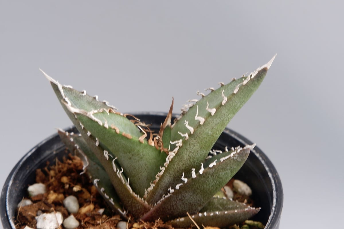 アガベ オテロイ 実生株 Agave oteroi seeding 033 | Sunny