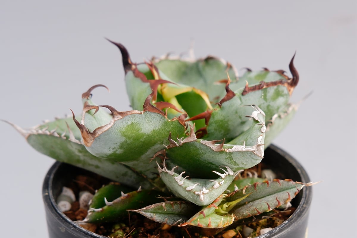 アガベ チタノタ ブラックアンドブルー Agave titanota BB 055 【子株