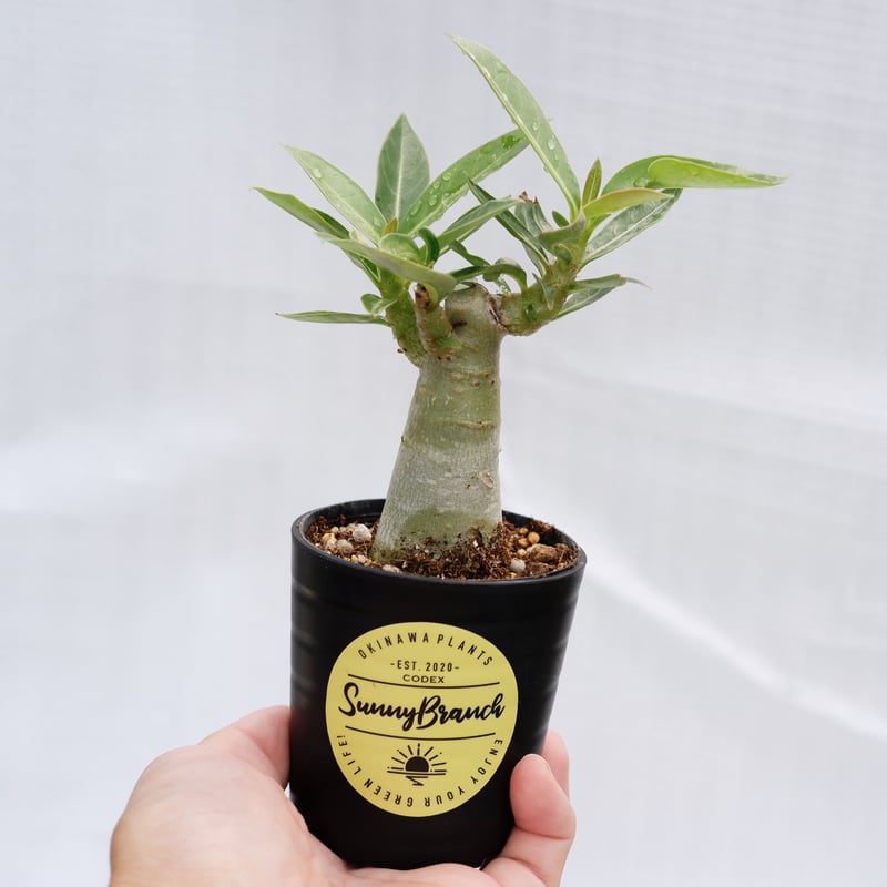アデニウム ブラックソマレンセ 実生株 Adenium somalense var アデニウム ブラックソマレンセ 実生株 Adenium somalense var