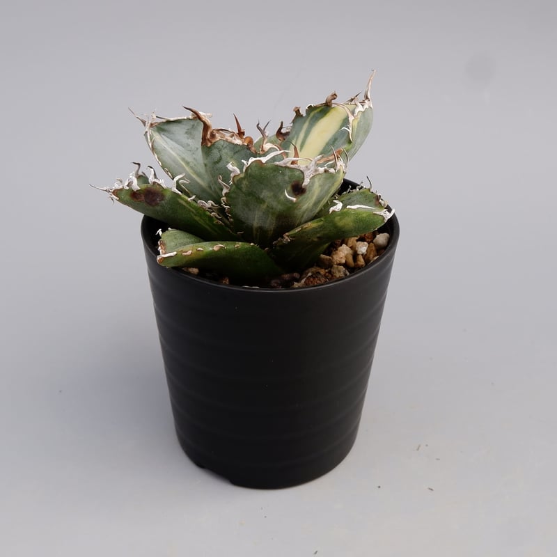斑入り】アガベ チタノタ 白鯨 Agave titanota white whale 197