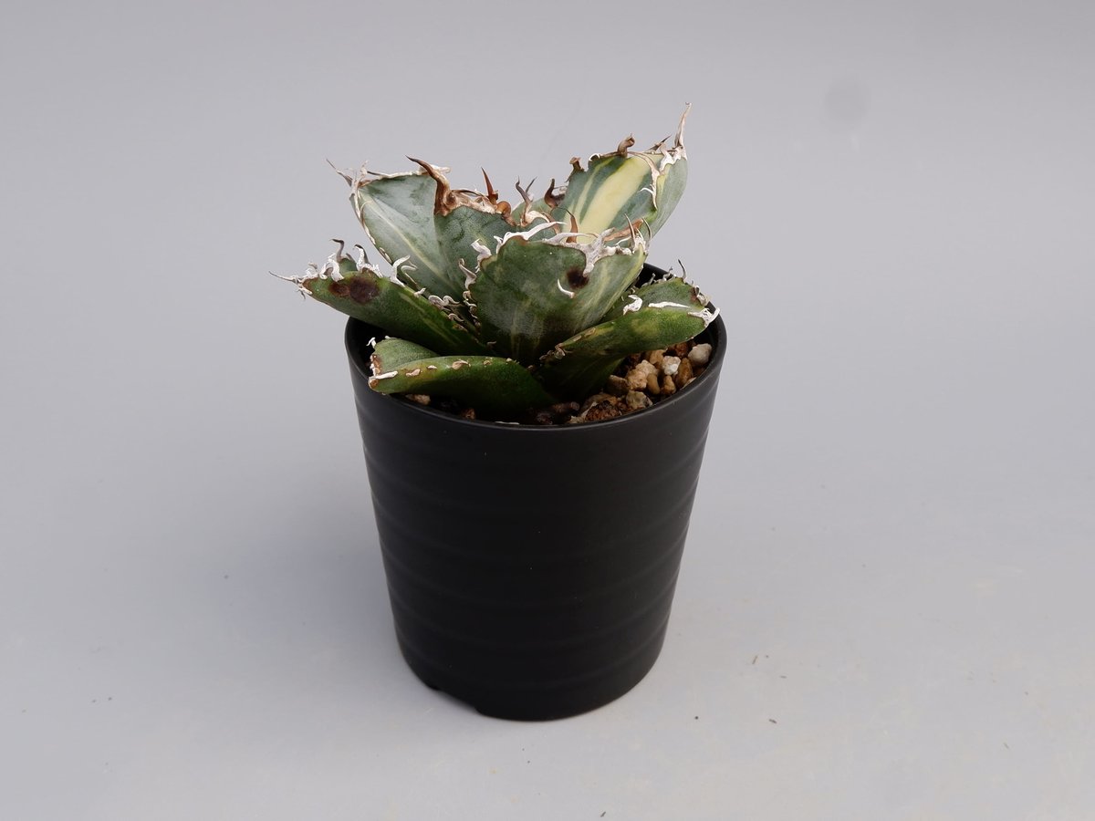 斑入り】アガベ チタノタ 白鯨 Agave titanota white whale 197 斑入り】アガベ チタノタ 白鯨 Agave titanota white whale 197