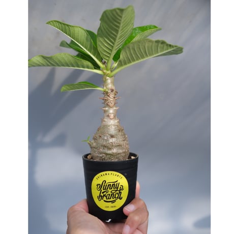 パキポディウム・ウィンゾリー、ウィンゾリーxバロニーhb セット⑥ CATEGORY パキポディウム | Sunny Branch