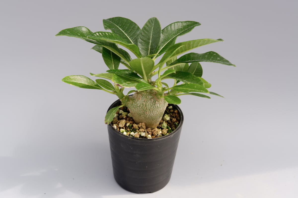 パキポディウム ウィンゾリー 006 Pachypodium windsorii | Sunn