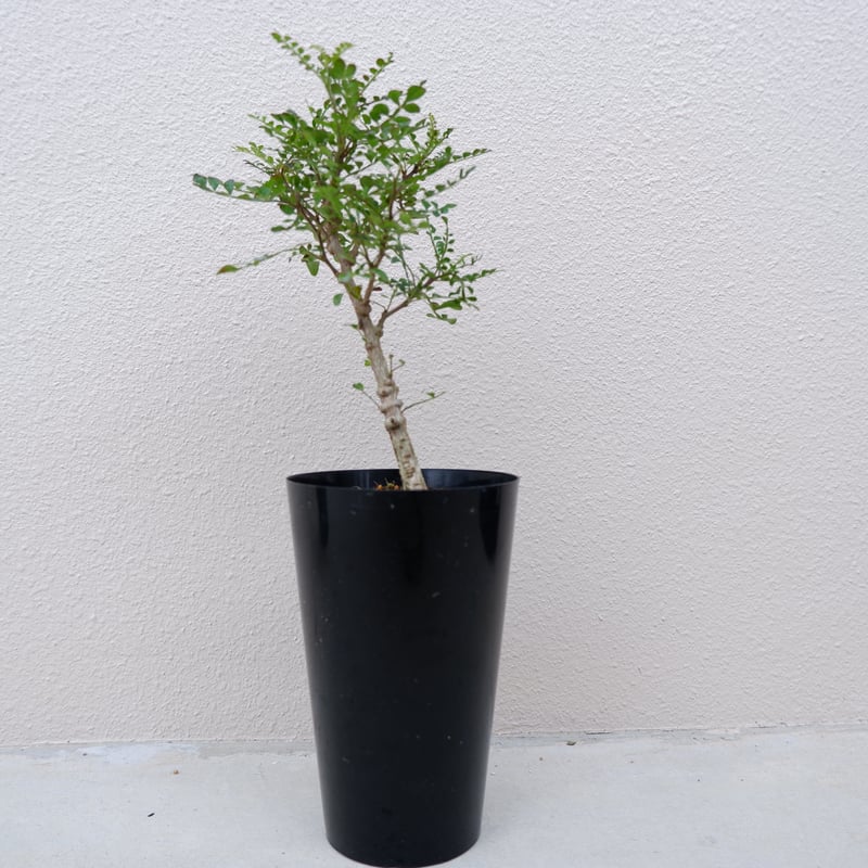 オペルクリカリア デカリー OP−002 | Sunny Branch