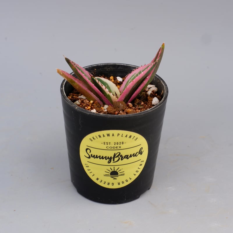 アガベ チタノタ スナグルトゥース Agave titanota Snaggle Tooth
