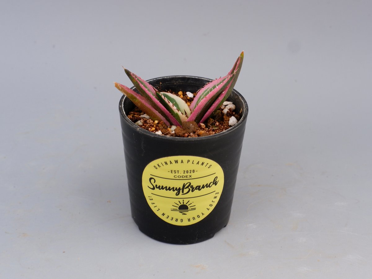 アガベ チタノタ スナグルトゥース Agave titanota Snaggle Tooth