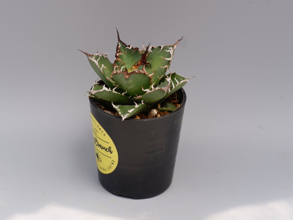 アガベ チタノタ シーザー Agave titanota caesar 136 | Sunny