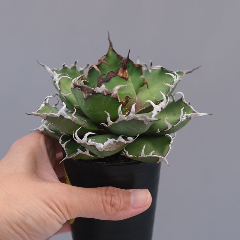 アガベ チタノタ シーザー Agave titanota caesar 194 | Sunny