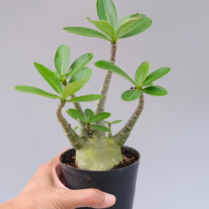アデニウム アラビカム PNW 実生株 Adenium arabicum Phet na wa