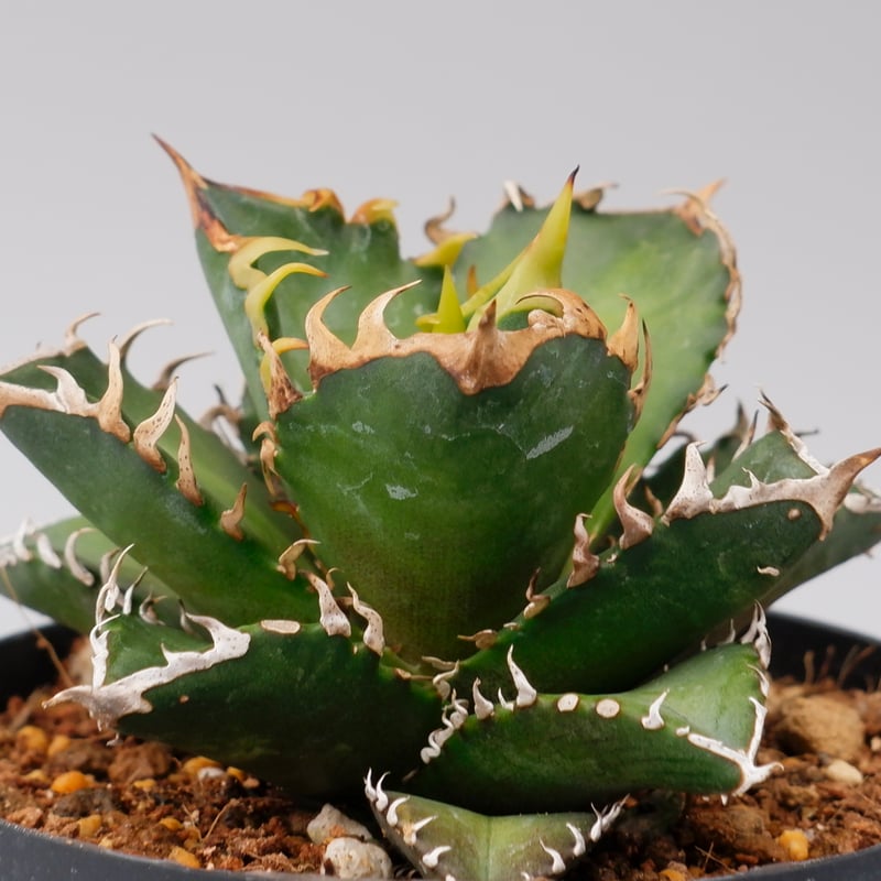 極上‼︎ ★Agave titanota Red Catweezle★ 裏棘アリ Agave titanota 'Red Catweezle' を子株から育ててみる – ゆるぷ