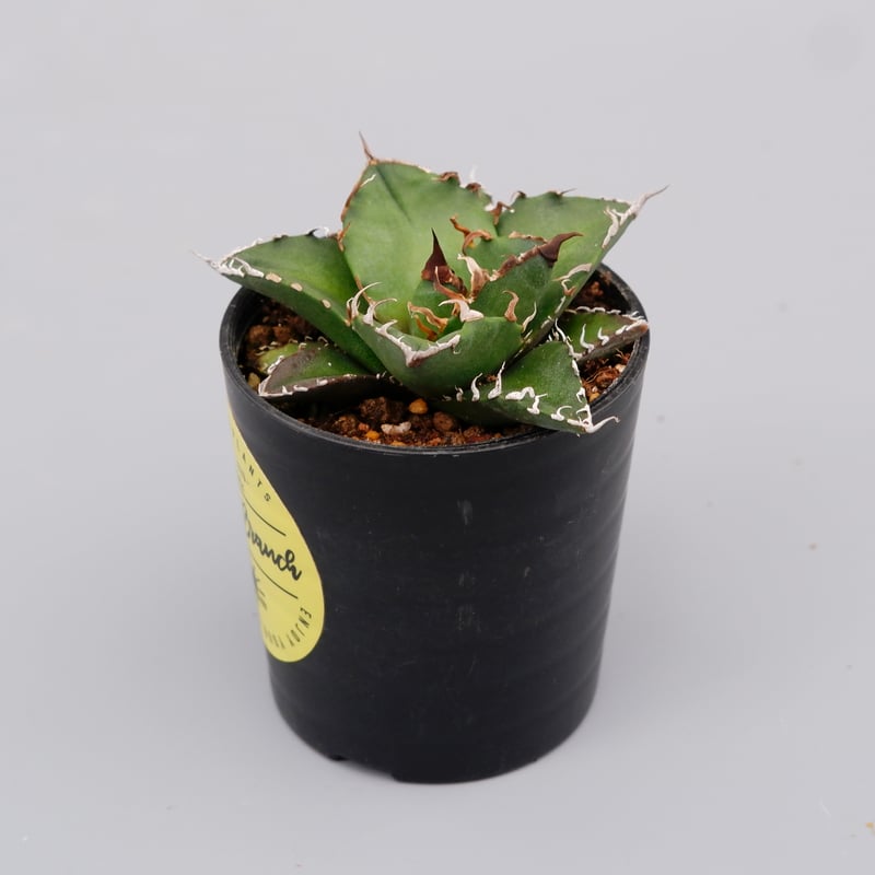 アガベ チタノタ シーザー Agave titanota caesar 111 | Sunny