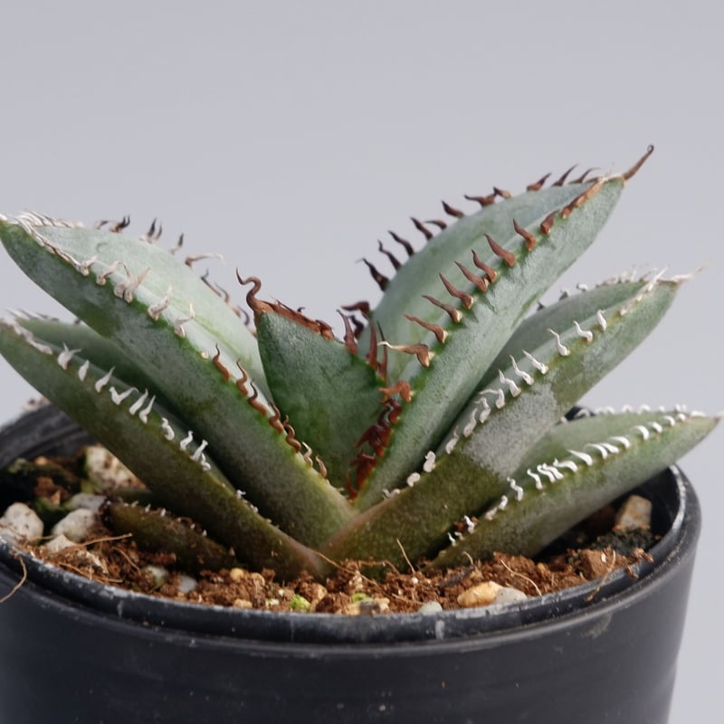 アガベ オテロイ 実生株 Agave oteroi seeding 047 | Sunny アガベ オテロイ 実生株 Agave oteroi seeding 047 | Sunny