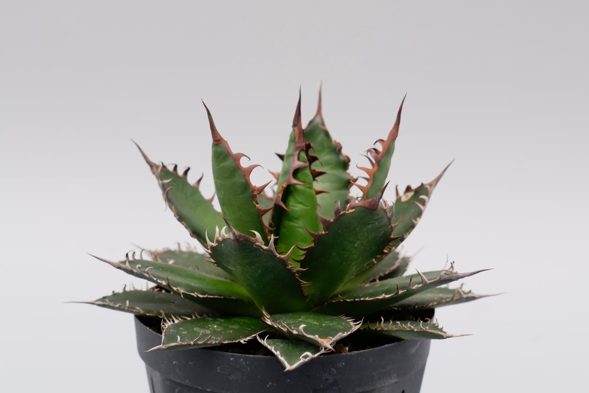 アガベ ホリダ 044 Agave horrida 強棘 | Sunny Branch