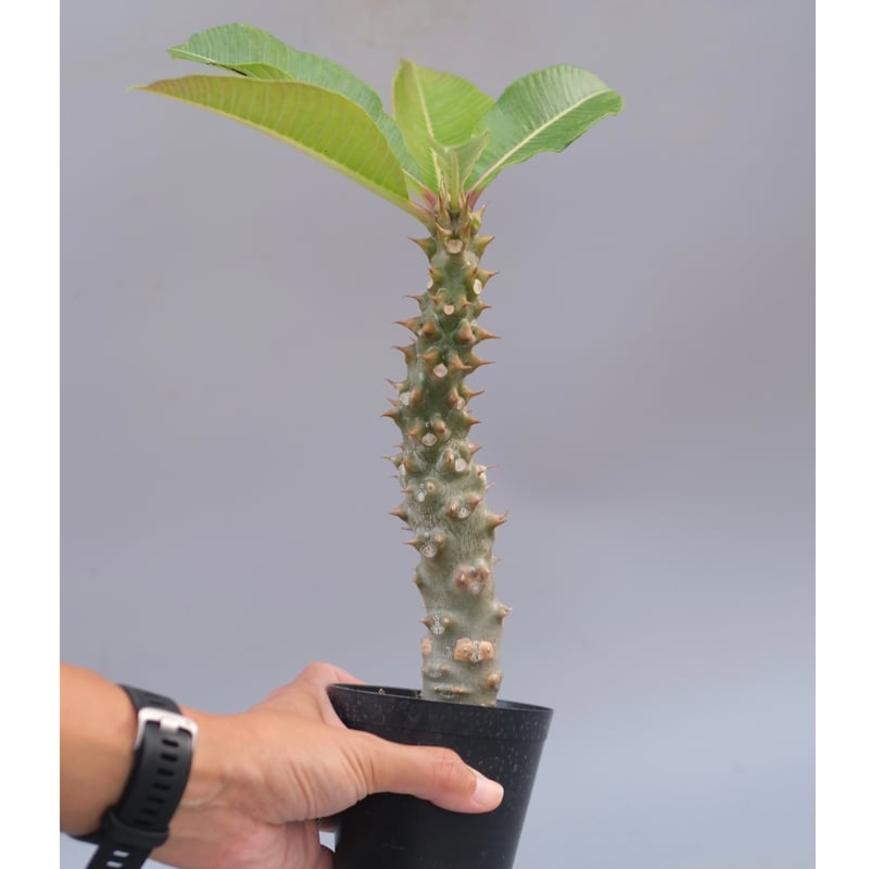 パキポディウム・バロニー 実生株 パキポディウム バロニー実生株042 Pachypodium baronii | Sunny