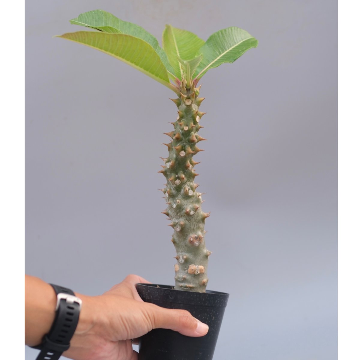 パキポディウム バロニー実生株042 Pachypodium baronii | Sunny