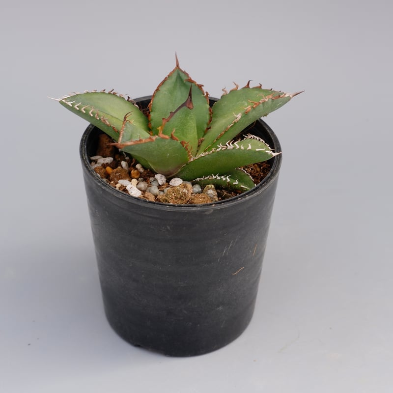 アガベ オテロイ 実生株 Agave oteroi seeding 073 | Sunny