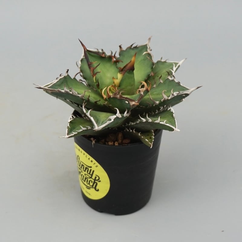 アガベ チタノタ レッドキャットウィーズル Agave titanota Red Catwee