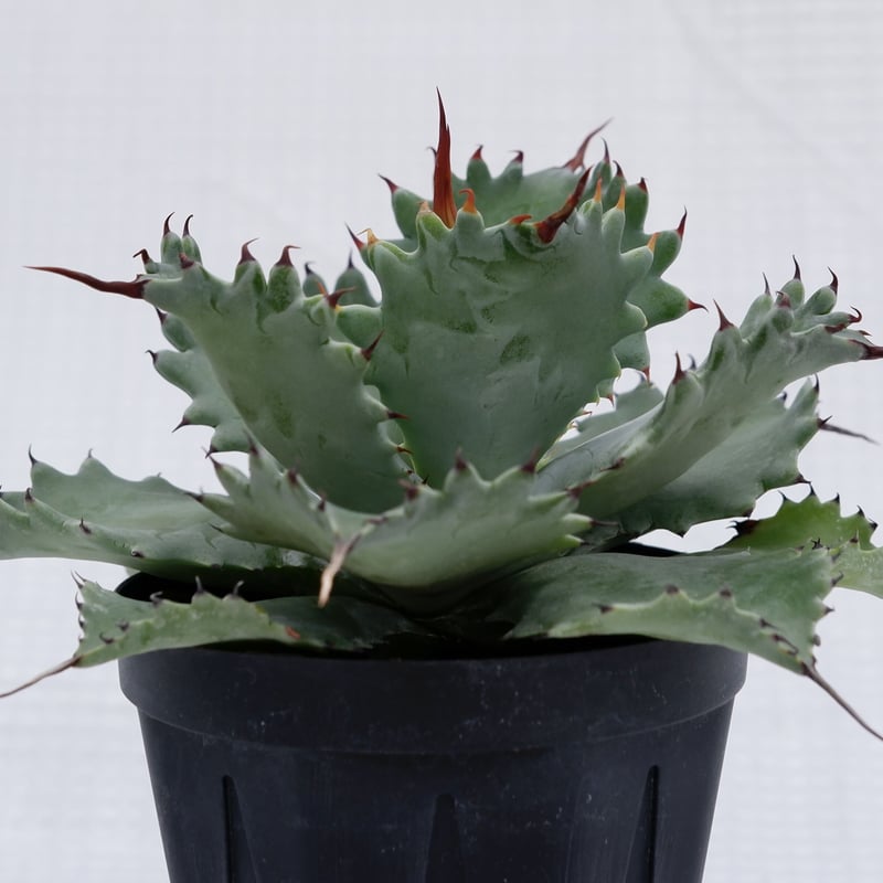 アガベ ポタトラム スポーン004 Agave Potatorum 'SPAWN' | Sun