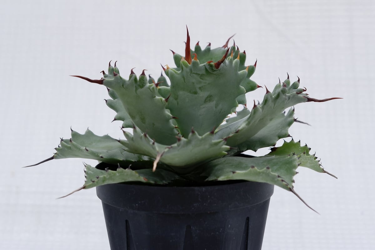 アガベ ポタトラム スポーン004 Agave Potatorum 'SPAWN' | Sun