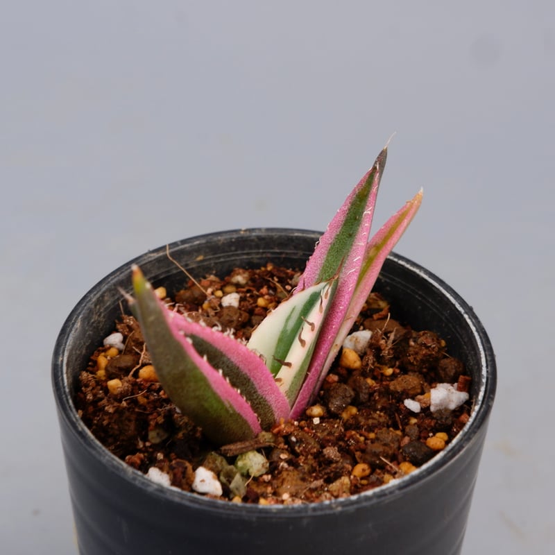 アガベ チタノタ スナグルトゥース Agave titanota Snaggle Tooth