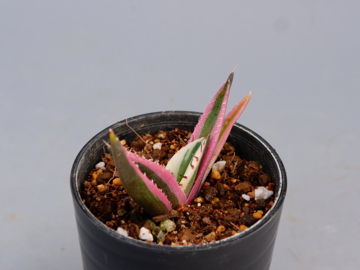 アガベ チタノタ スナグルトゥース Agave titanota Snaggle Tooth