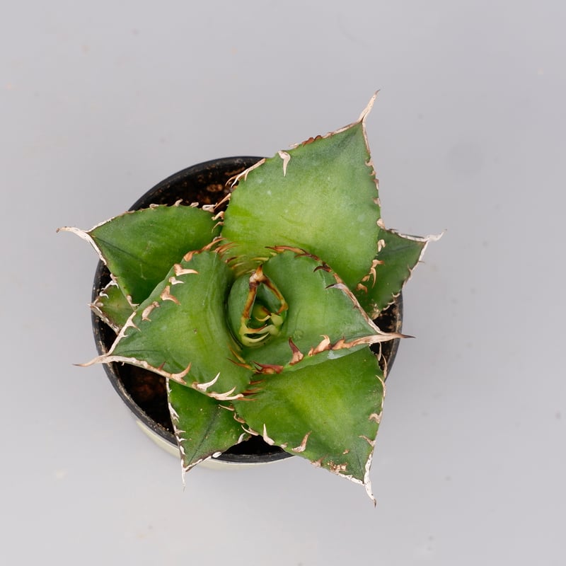 アガベ チタノタ 海王 Agave titanota 海王 007 | Sunny Branch