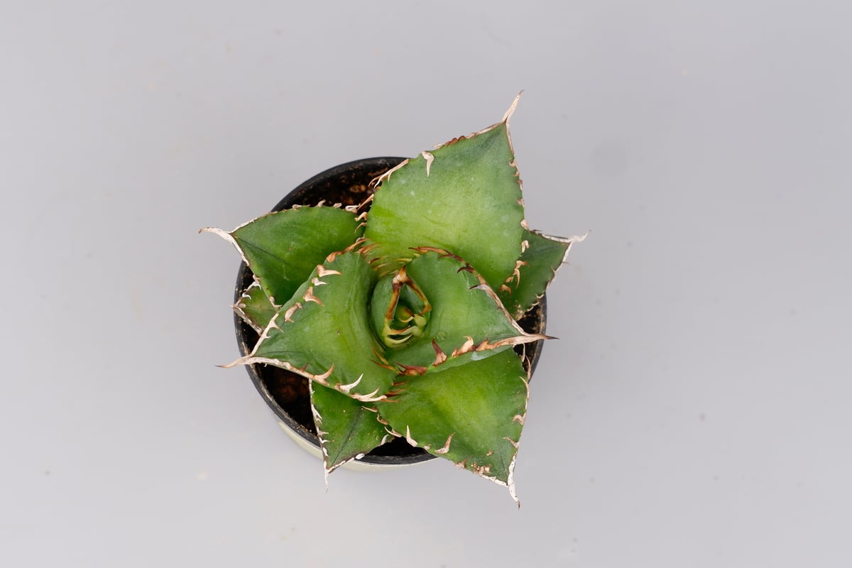 アガベ チタノタ 海王 Agave titanota 海王 007 | Sunny Branch