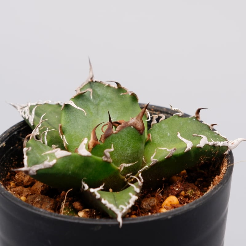 アガベ チタノタ シーザー Agave titanota caesar 112 | Sunny