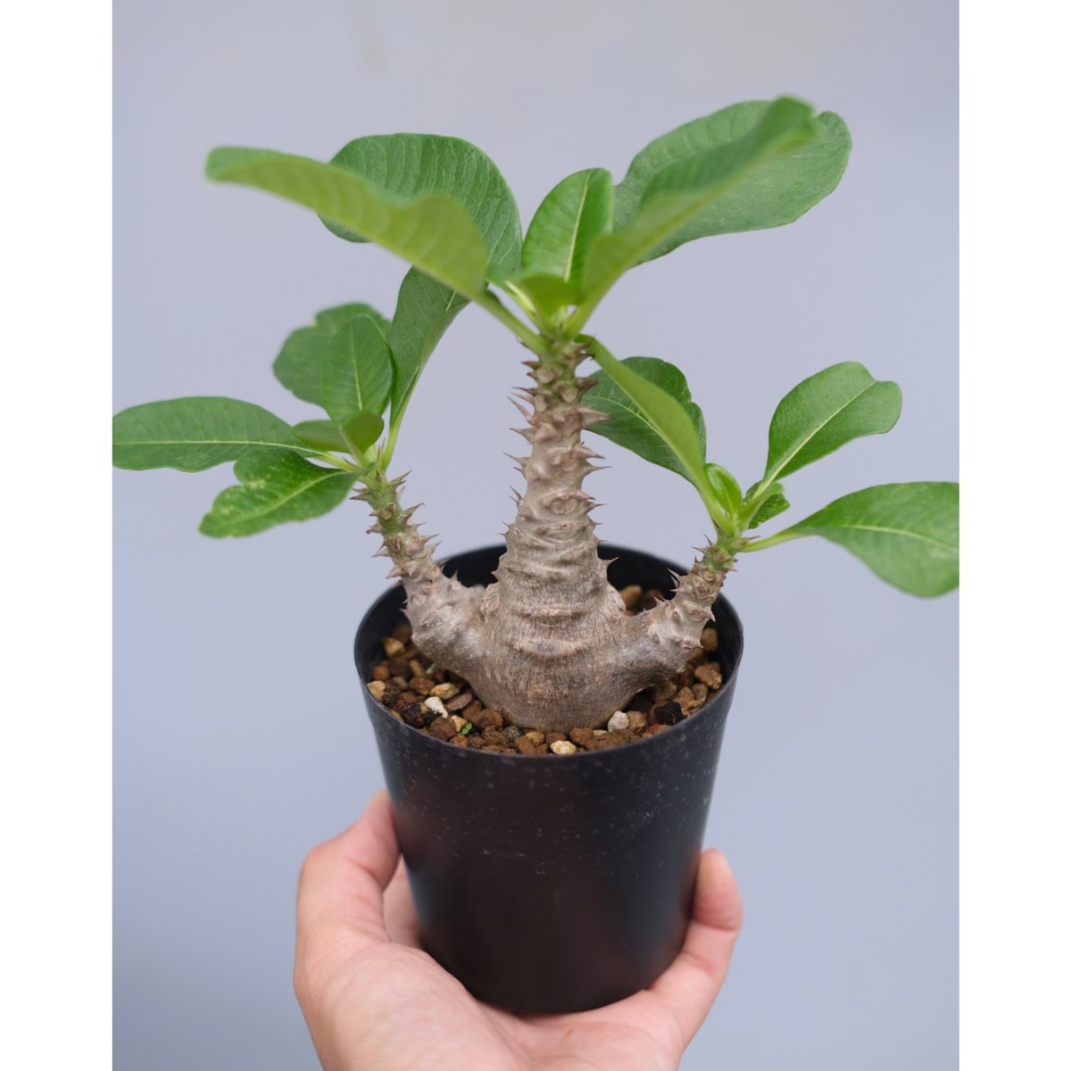 パキポディウム ウィンゾリー 実生株 063 Pachypodium windsorii