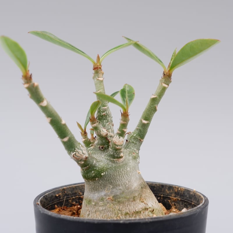 【大株】【実生株】アデニウム・ソマレンセ　砂漠の薔薇 大株】【実生株】アデニウム・ソマレンセ 砂漠の薔薇 大株