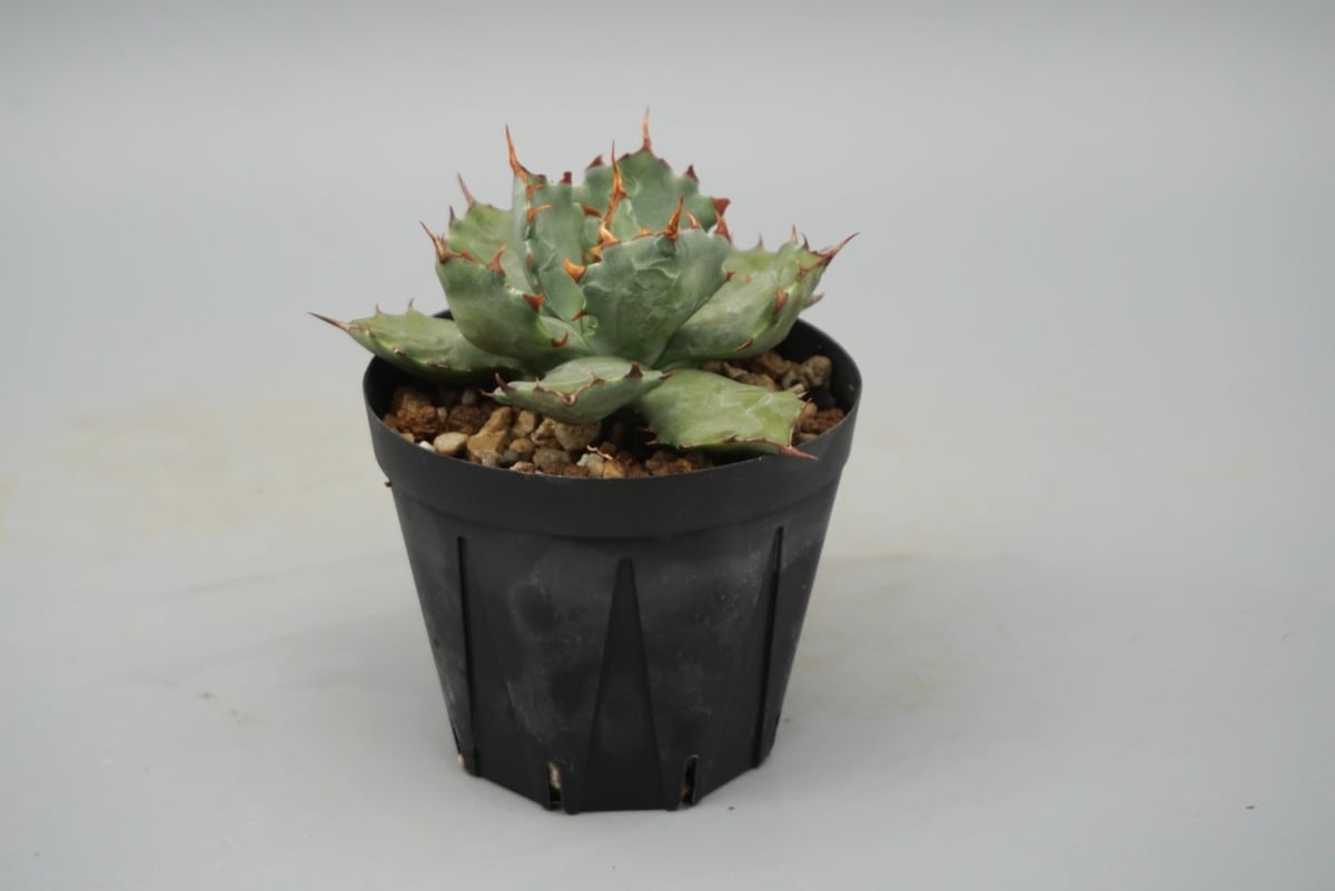 アガベ イシスメンシス 蝦蟹 Agave isthmensis | Sunny Branch