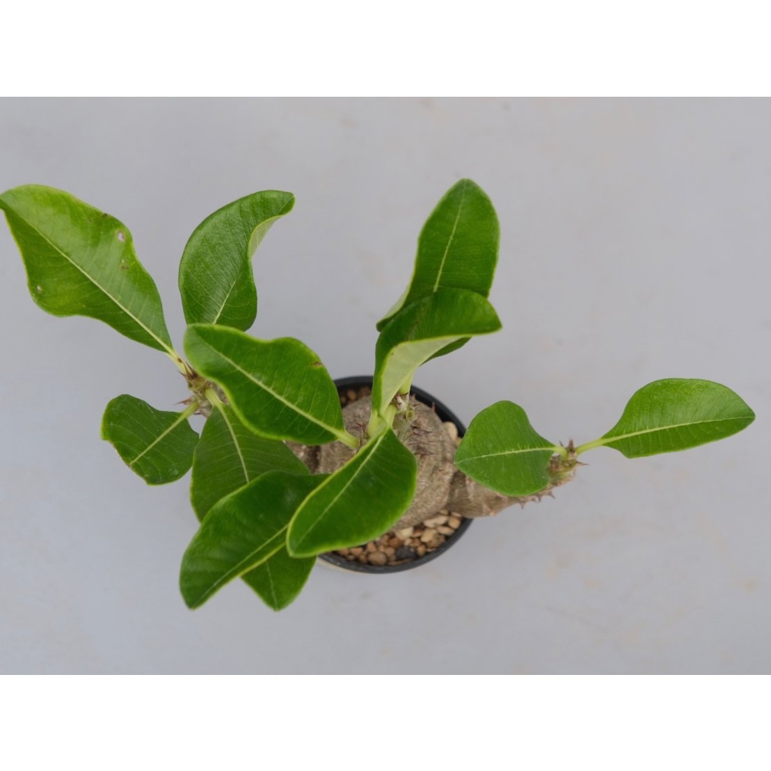 パキポディウム ウィンゾリー 実生株 074 Pachypodium windsorii |