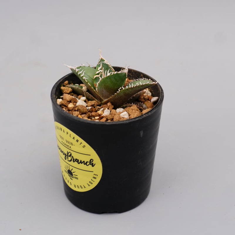 アガベ オテロイ 実生株 Agave oteroi seeding 090 | Sunny