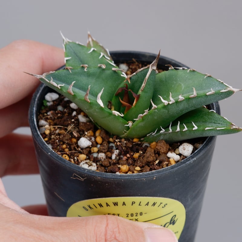 アガベオテロイ実生株 アガベ オテロイ 実生株 Agave oteroi seeding 069 | Sunny