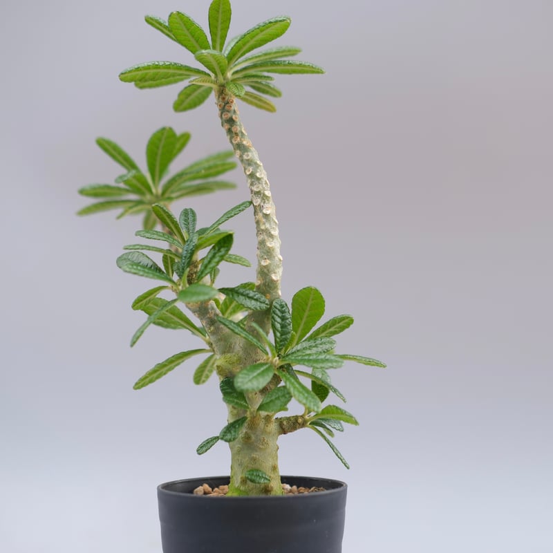 ドルステニア ギガス045 Dorstenia gigas | Sunny Branch