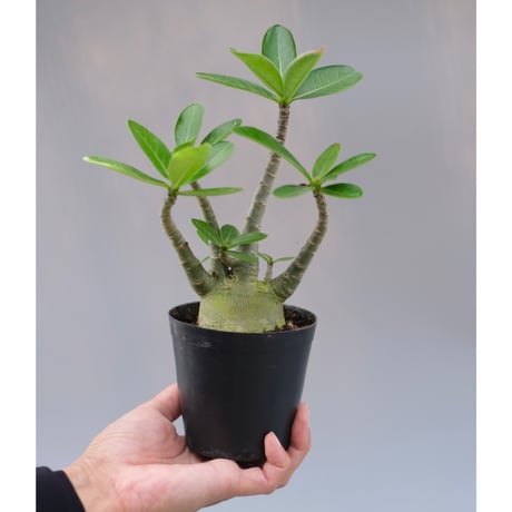 adeniumarabicum | STORES