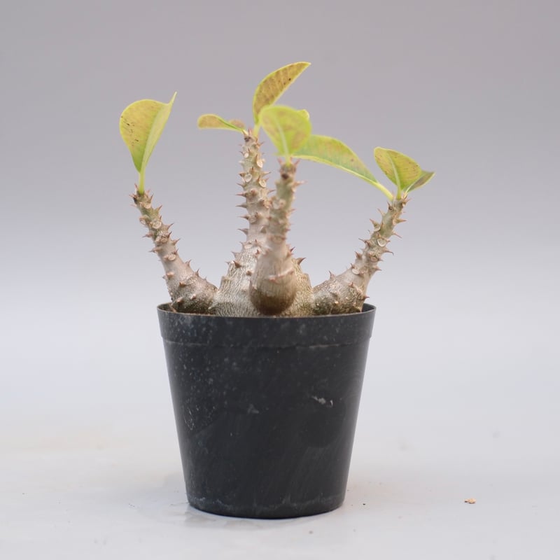 パキポディウム ウィンゾリー 実生株 124 Pachypodium windsorii |