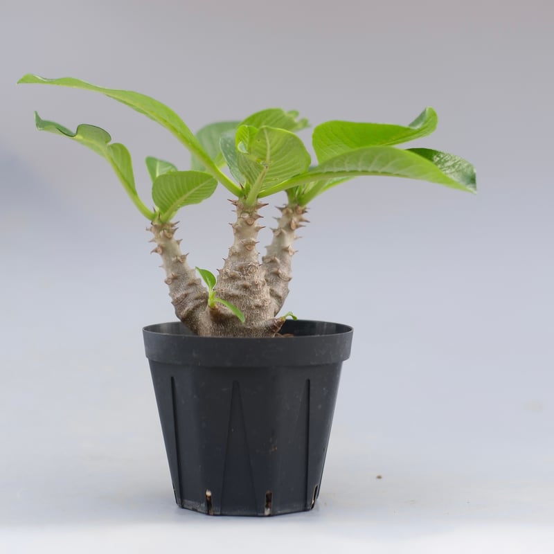 パキポディウム ウィンゾリー 実生株 045 Pachypodium windsorii |