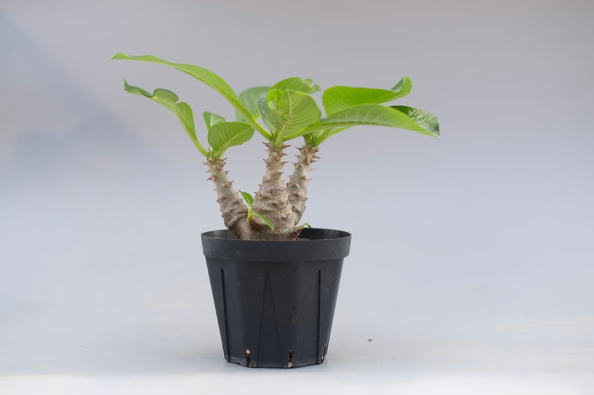 パキポディウム ウィンゾリー 実生株 045 Pachypodium windsorii |