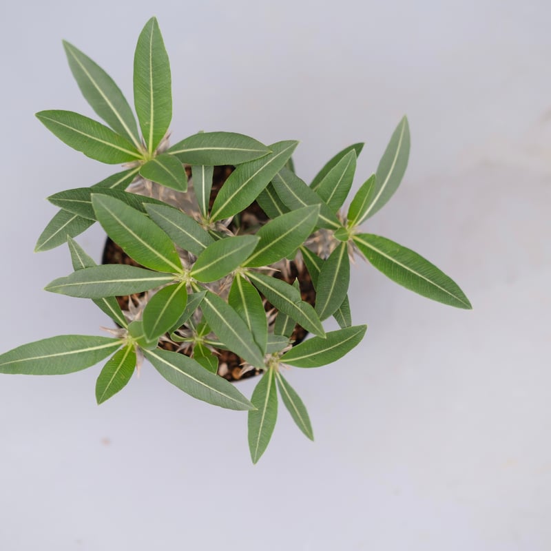 パキポディウム ロスラーツム 実生株 013 Pachypodium rosulatum