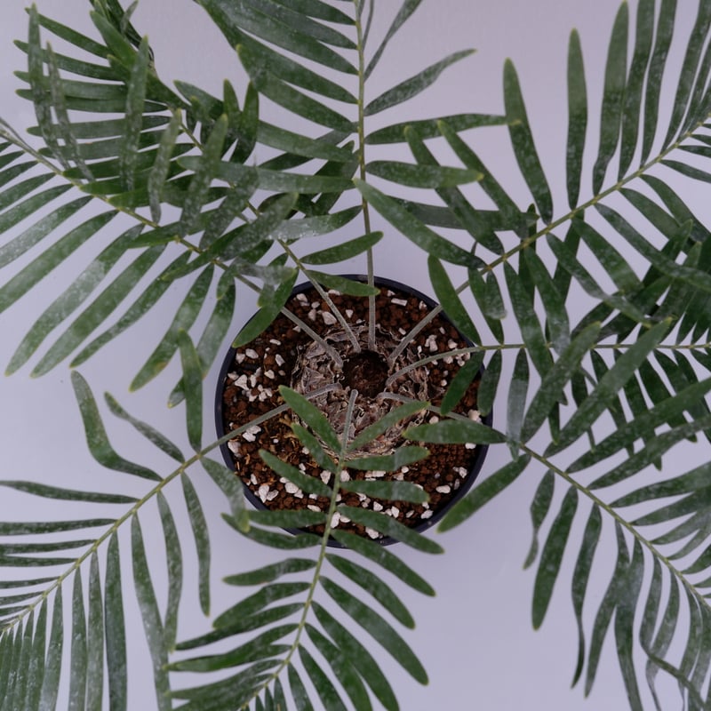 ザミア フロリダーナ 001 Zamia floridana 蘇鉄 | Sunny Branch ザミア フロリダーナ 001 Zamia floridana 蘇鉄 | Sunny Branch